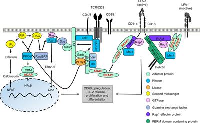 The Multiple Roles of the Cytosolic Adapter Proteins ADAP, SKAP1 and SKAP2 for TCR/CD3 -Mediated Signaling Events